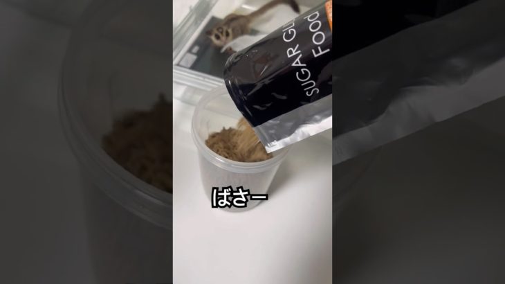 ペレット詰め替え #ふくろももんが   #フクロモモンガ #sugarglider  #ペット #ペット動画  #可愛い  #かわいい  #cute