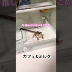 みんな大好き！ #ふくろももんが   #フクロモモンガ #sugarglider  #ペット #ペット動画  #可愛い  #かわいい  #cute