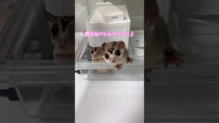 飛びかかってきそう(笑) #モケケ・シュガグラ #ふくろももんが   #フクロモモンガ #sugarglider  #ペット #ペット動画  #可愛い  #かわいい  #cute