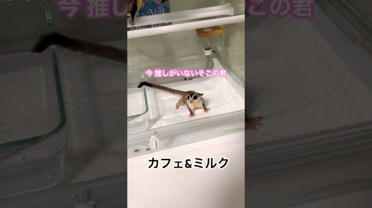 みんな大好き！ #ふくろももんが   #フクロモモンガ #sugarglider  #ペット #ペット動画  #可愛い  #かわいい  #cute