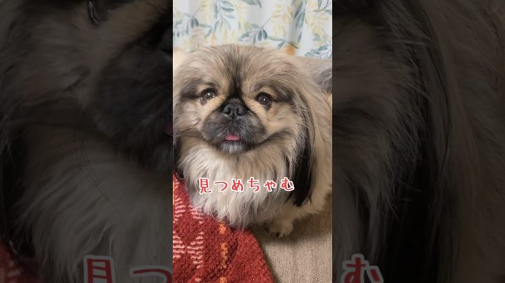 よく見つめてきます😊🐾#ペキニーズ #ペット #犬 #犬のいる暮らし #犬のいる生活 #tiktok #pets