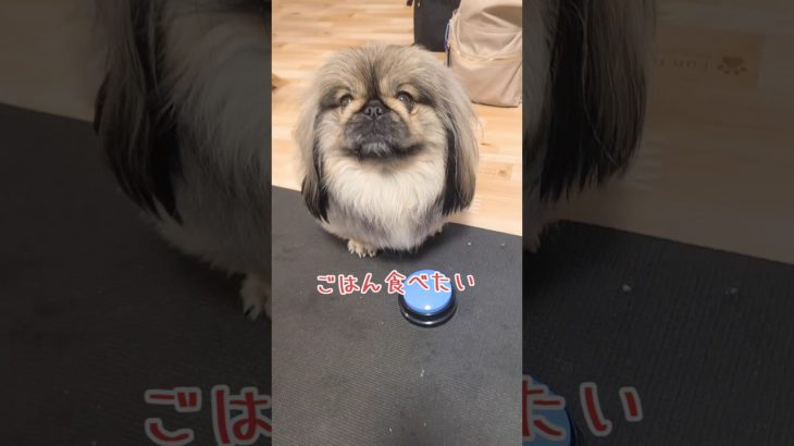 ごはん食べたいスイッチおしまくり😂🐾#ペキニーズ #ペット #犬 #犬のいる暮らし #犬のいる生活 #tiktok #pets