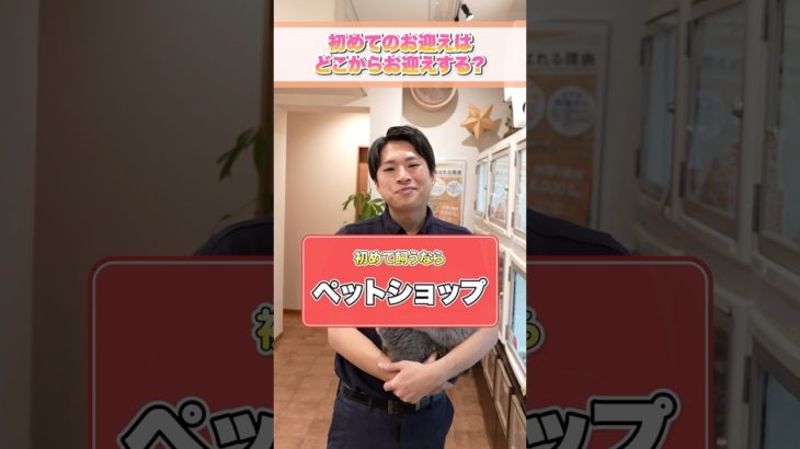 【初心者必見！】初めて猫をお迎えするなら「保護猫」「ペットショップ」「ブリーダー」どこがベスト？