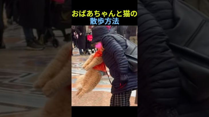 ミラノ猫の特別な散歩法🐈