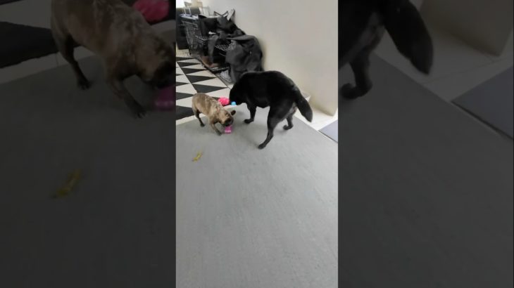 黒ラブまる強奪の後　#大型犬