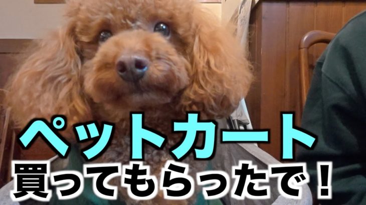 【旅行準備】人混みに向けてペットカートに慣れてもらおうと思う