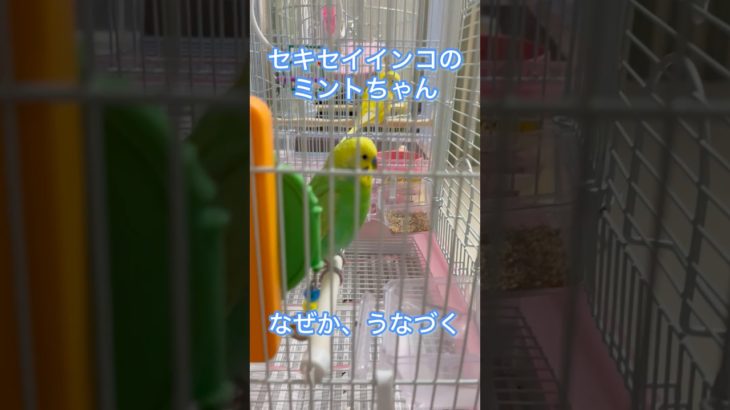 セキセイインコのミントちゃん😊なぜか、うなづく