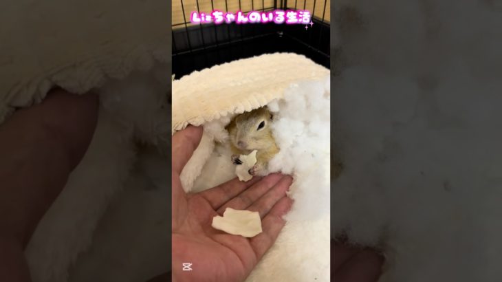 キャベツを手からあげてみたよ。リチャードソンジリスのいる生活。