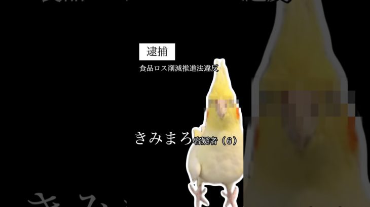 すまんきみまろ、、俺もっと気をつけるよ、、#鳥 #インコ #ペット