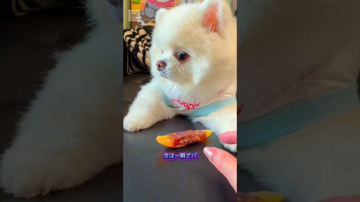 経験から学ぶ犬、成長が早すぎる