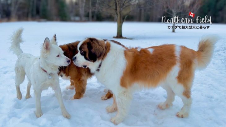 ペットを飼う前に考えて欲しいこと｜譲渡犬エンゾの話