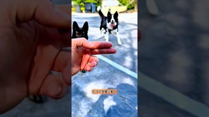 手だけで理解するお利口な犬