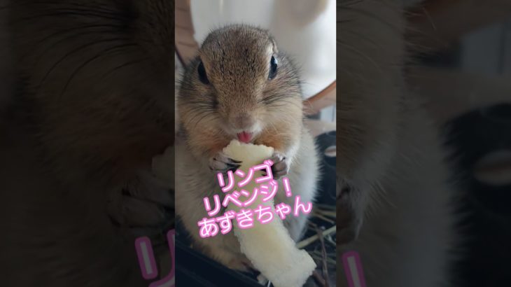 りんごリベンジ！　#リチャードソンジリス #ペット #リス #かわいい