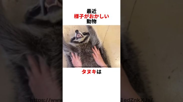 タヌキをペットに迎える日も近いかもしれない