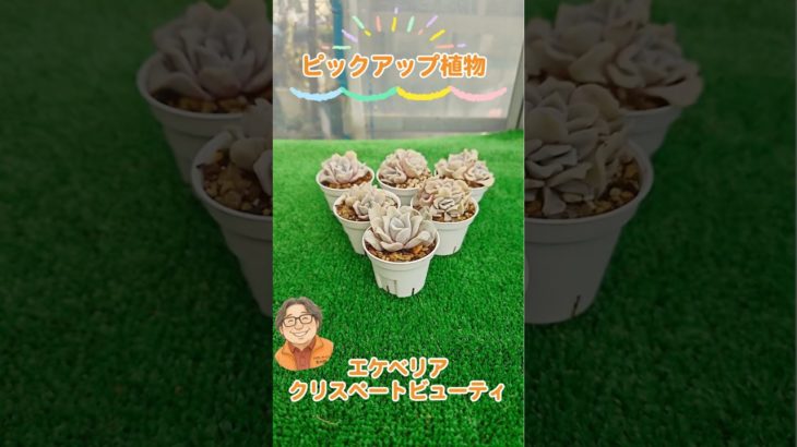 エケベリア クリスペートビューティの紹介！