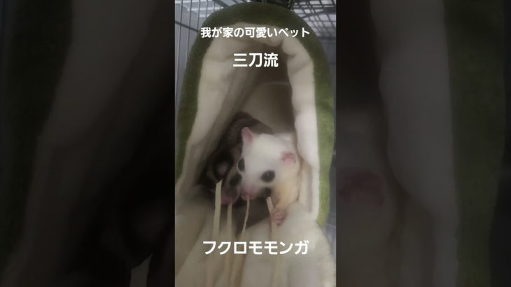 我が家の可愛いペット