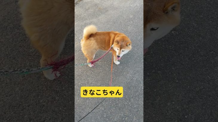 きなこちゃん#柴犬 #柴犬のいる暮らし #犬 #ペット #かわいい #さんぽ