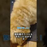 強粘着のラベルもきれいにはがす犬 #ペット #犬 #ペキプー