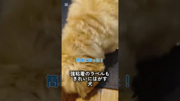 強粘着のラベルもきれいにはがす犬 #ペット #犬 #ペキプー