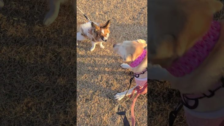 アルビーくんと、ダイエットしたハクくん、らぶはにー