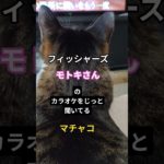 #真剣視聴中  #フィッシャーズさん好き猫  #猫 後頭部