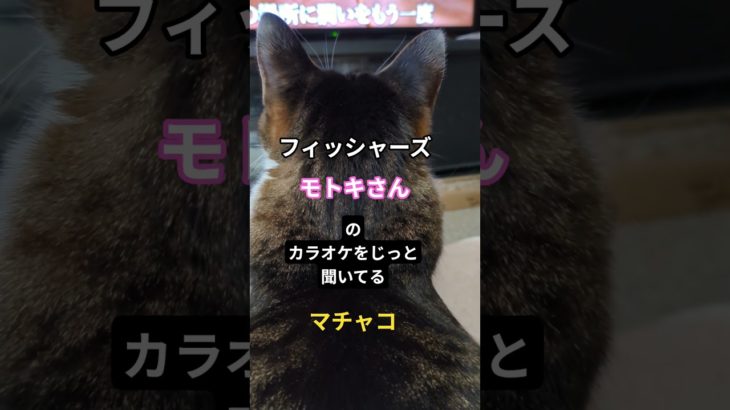 #真剣視聴中  #フィッシャーズさん好き猫  #猫 後頭部