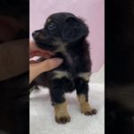 【ペットショップマルワン志村坂下店】ミックス犬で圧倒的人気を誇るチワックスが仲間入りしました♡ #癒し#ペットショップ #チワワ#ダックス