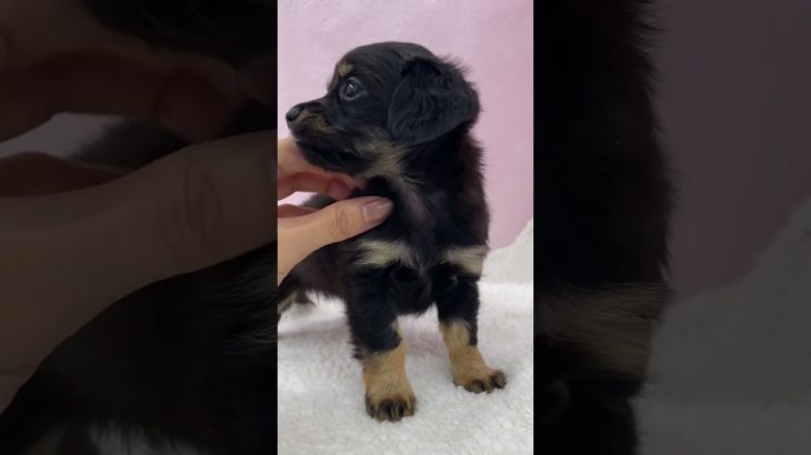 【ペットショップマルワン志村坂下店】ミックス犬で圧倒的人気を誇るチワックスが仲間入りしました♡ #癒し#ペットショップ #チワワ#ダックス