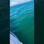 【釣りガール】ギャルフィッシャーズの海釣りの模様