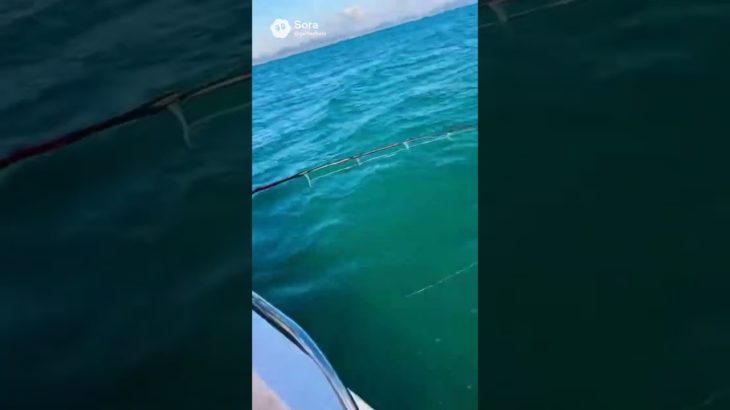 【釣りガール】ギャルフィッシャーズの海釣りの模様