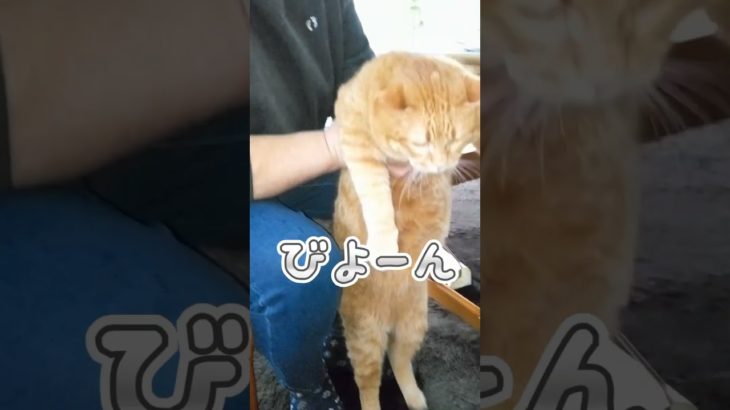 ばさまとダイエット#三匹の猫