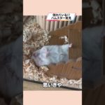 バタンキューなハムスターが可愛い【ててらぼペット部】