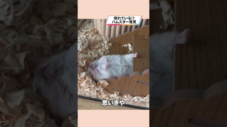 バタンキューなハムスターが可愛い【ててらぼペット部】