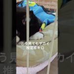 【猫のクロコ】ペット業界の闇　偽装工作 #