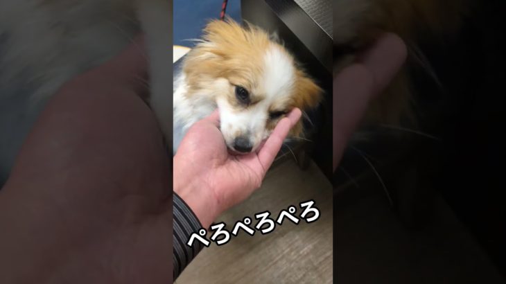 【小春ちゃん】#犬 #犬のいる暮らし #ペット #パピヨン #ショート #ショート動画