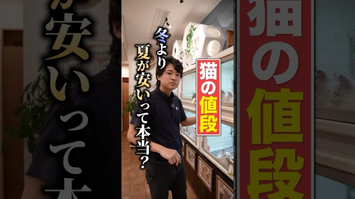 猫は「夏の方が安い」ってホント？？？　#ペットショップ #オークション #ブリーダー #子猫