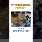 全ての飼い主を泣かせた犬の行動… #犬のいる生活 #いぬのきもち #犬 #犬動画 #感動する話 #愛犬 #犬のいる暮らし