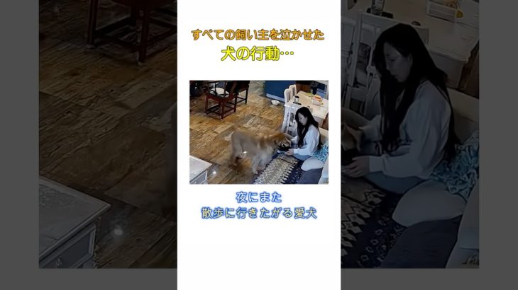 全ての飼い主を泣かせた犬の行動… #犬のいる生活 #いぬのきもち #犬 #犬動画 #感動する話 #愛犬 #犬のいる暮らし