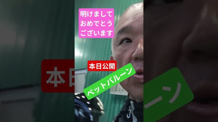 ペットバルーンへ行って来た！ディスカス、ブラックアロワナ！ #アロワナ #アクアショップ巡り