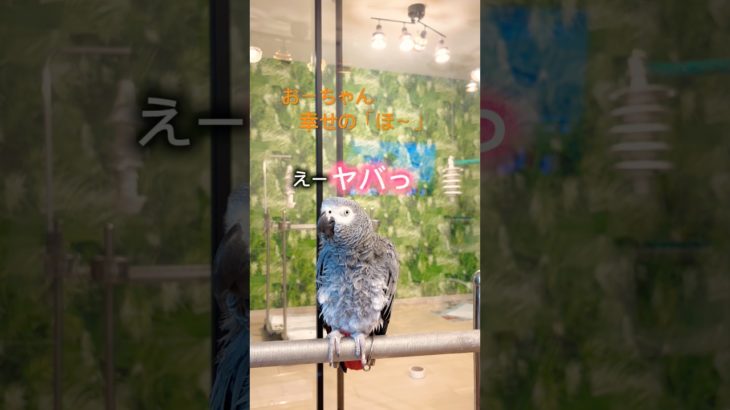 【亡き夫の鳥と生活】幸せの「ほ〜」 #ペット #ヨウム #下ネタ