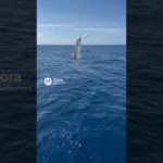 【釣りガール】ギャルフィッシャーズの海釣りの模様