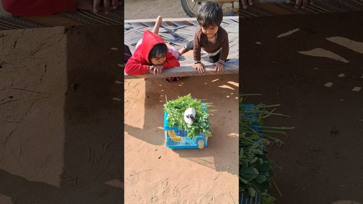 #viral #funnyanimal #viralvideo #funny #pet #petlover #guineapig #guinea #guineapigs