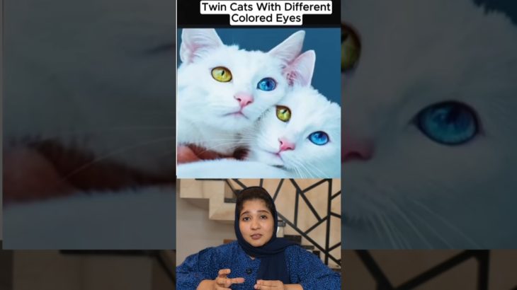 weird pet animals in the world 🌍 #tamallureaction #funny #viral #viralreaction #amazingfacts