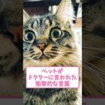 ペットがドクターに言われた衝撃的な言葉ww part169