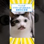 ペットがドクターから言われた衝撃的な言葉www #猫 #犬 #ペット #動物 #2ch #shorts
