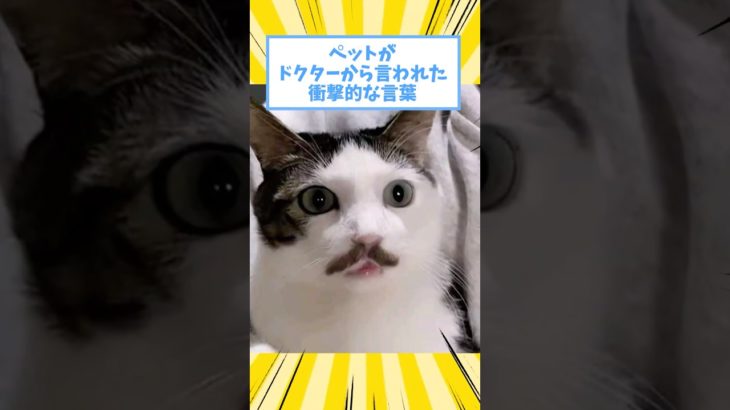 ペットがドクターから言われた衝撃的な言葉www #猫 #犬 #ペット #動物 #2ch #shorts