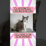 ペットがドクターから言われた衝撃的な言葉www #猫 #犬 #ペット #動物 #2ch #shorts