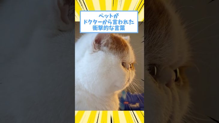 ペットがドクターから言われた衝撃的な言葉www #猫 #犬 #ペット #動物 #2ch #shorts