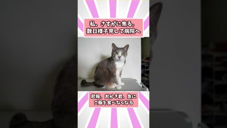 ペットがドクターから言われた衝撃的な言葉www #猫 #犬 #ペット #動物 #2ch #shorts