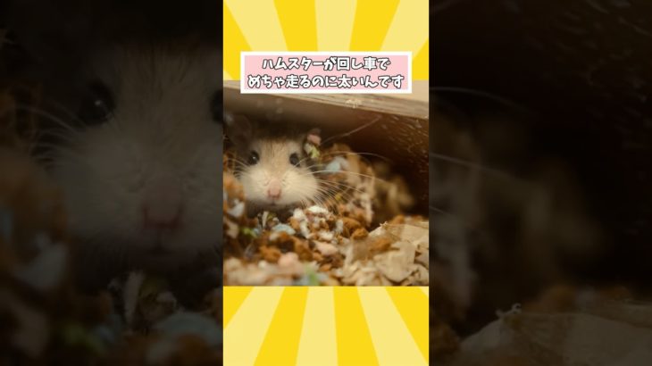 ペットがドクターから言われた衝撃的な言葉www